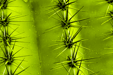 Cactus Pictures